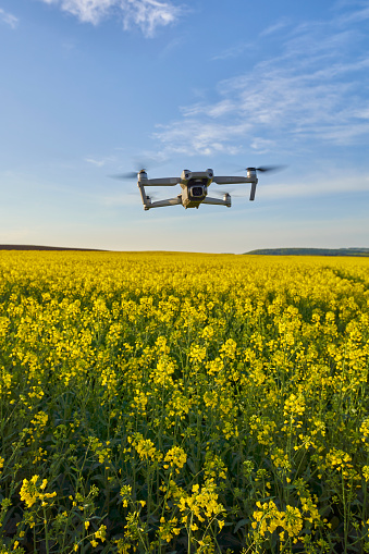 Germany - May 07, 2023: Dji drone over yellow canola field in spring. Flying toy isolated against blue sky. Direct view.
