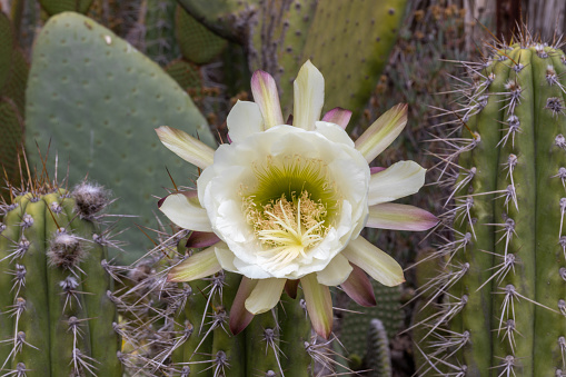 Cactus flowers. Selective focus.