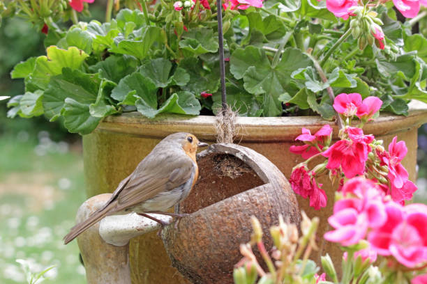 Male robin red breast bird on a feeding point in a flowery summer garden.