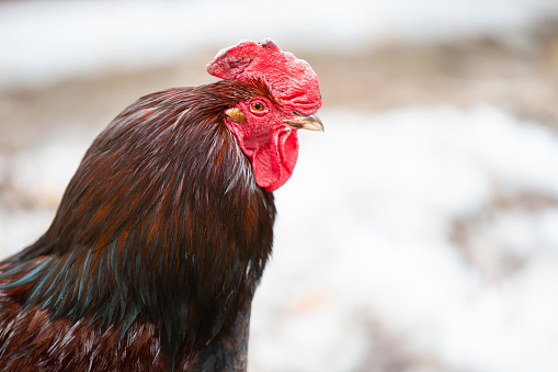 An important black rooster with a red beard and a crest in profile.