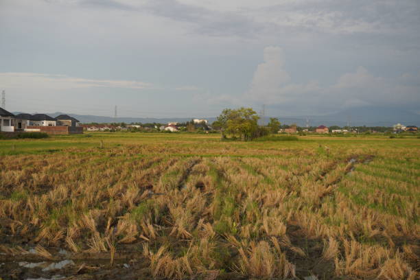 istock summer farmland in Indonesia 1499382024