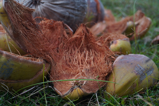 Coconut tree husks to be used as recycled material