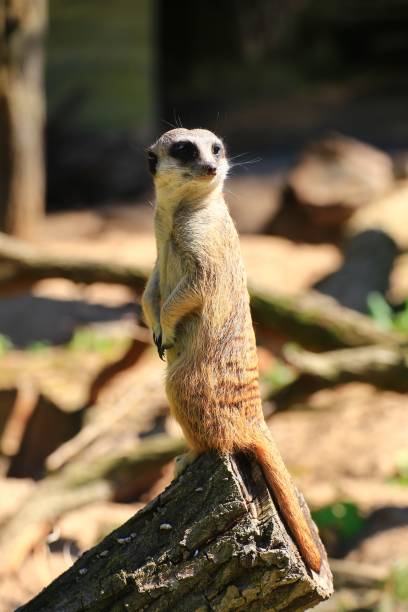 istock Meerkat (Suricata suricatta) standing watchfully on a log 1499383120