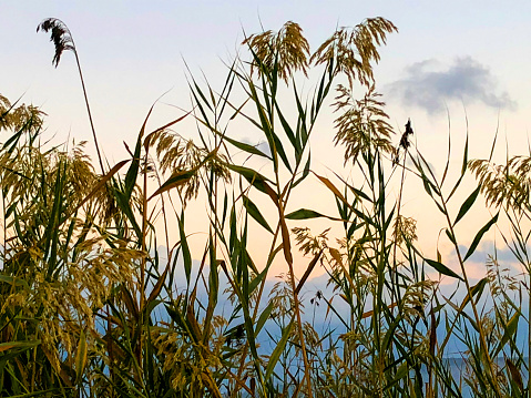 Reed grass in bloom