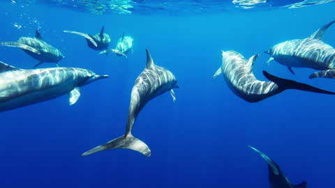 Imágenes submarinas de delfines nadando en el océano