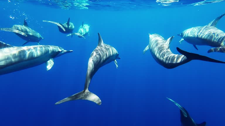 Underwater footage of dolphins swimming in the ocean