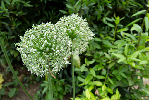 Pair of giant onion wild herbs seen growing in a botanical gardens in early summer. Pollen can be seen coming out of the stork heads.