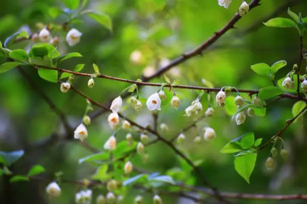 Delicate flowers and leaves on little silverbell (Halesia carolina).