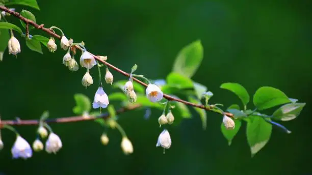 Delicate flowers and leaves on little silverbell (Halesia carolina).