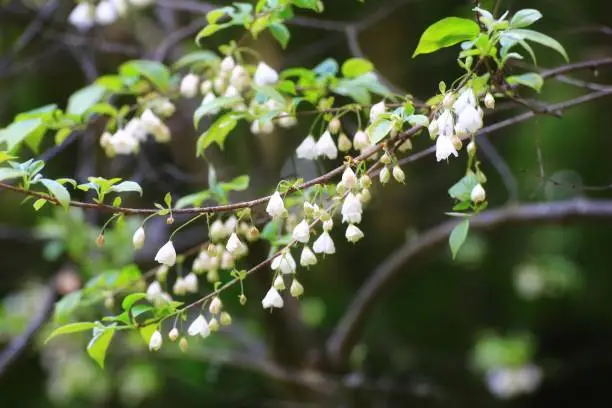Abundance of delicate flowers on little silverbell (Halesia carolina).