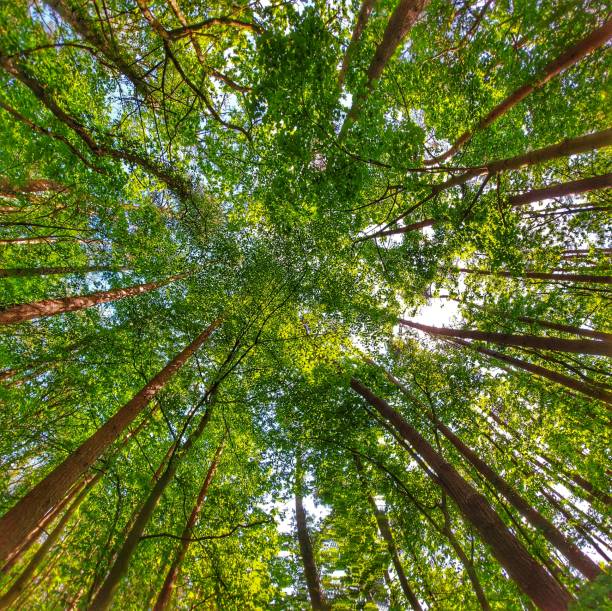 istock Canopy shot in a mixed forest with pine, maple and other deciduous trees 1499384597