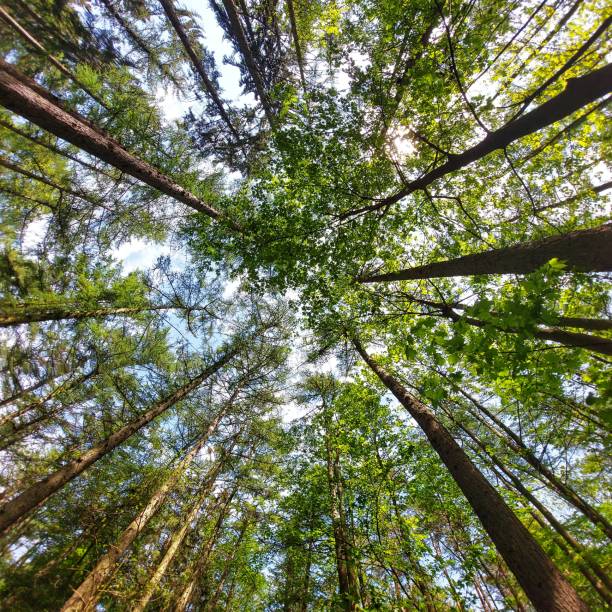 istock Canopy shot in a mixed forest with pine, maple and other deciduous trees 1499384601