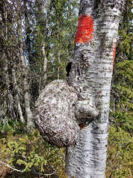 krebs (baumtumor) an einer moorbirke (betula pubescens) - birch tree tree downy birch white stock-fotos und bilder