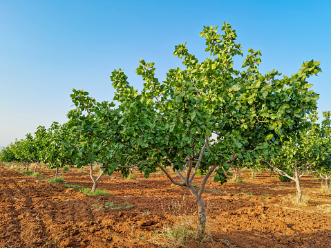 Pistachio tree orchard in spring, pistachios farm, lot of pistachios tree during summer time