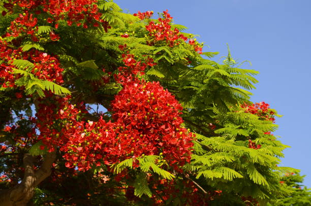 istock Flamboyant arvore tree. Royal gulmohar in bloom. Delonix regia flower. 1499385655
