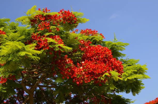 istock Flamboyant arvore tree. Royal gulmohar in bloom. Delonix regia flower. 1499385689