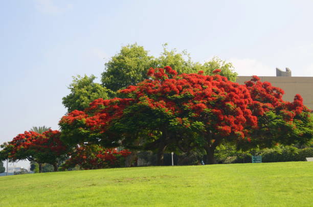 istock Flamboyant arvore tree. Royal gulmohar in bloom. Delonix regia flower. 1499385691