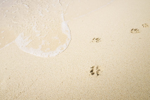 White beach sand, wave and animal footprints during the day. Texture background Footprints of dog feet on the sand near the water on the beach.