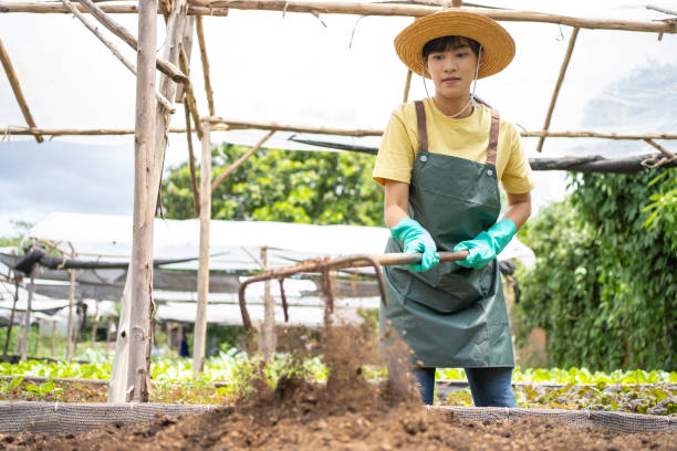 istock Young Asian woman using fork for soil preparation for seedling organics vegetable. 1499390352