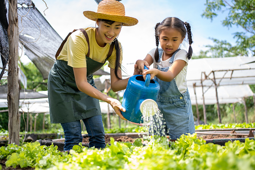 Mother girl watering  vegetables greenhouse and fields.