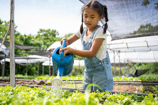 Girl watering  vegetables greenhouse and fields.