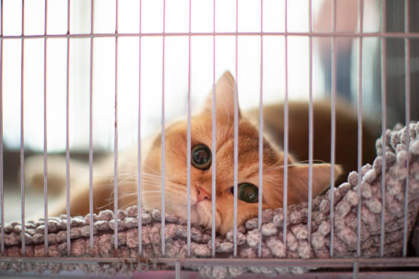 um gato de raça britânica em close-up em um portador está em um show de gatos. - caixa para transporte de animal de estimação - fotografias e filmes do acervo