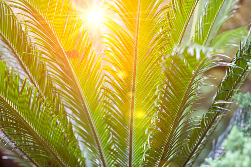 Natural tropical background. Green palm leaves illuminated by the yellow rays of the sun.