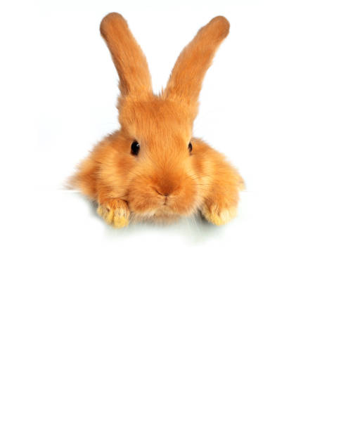 istock A funny red rabbit peeks out over a white sheet of paper. 1499392244