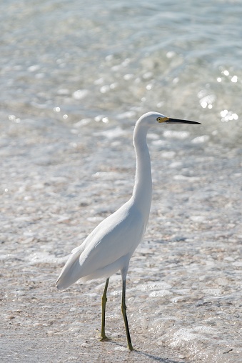 A white seabird stands in the shallow water at the edge of a sandy beach