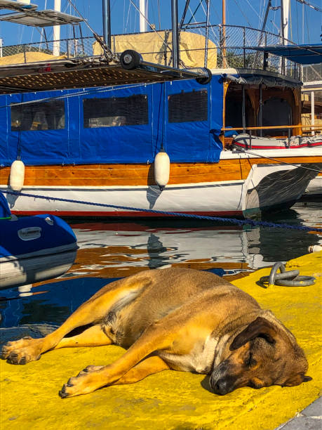 istock Lazy dogs relaxing and sleeping in harbor 1499392737