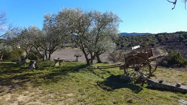 An online tree and an old cart in the countryside of bonnieux in Provence, luberon