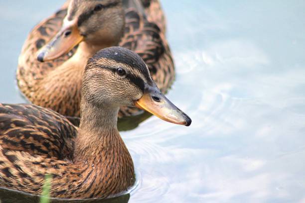 istock A duck out for a swim 1499394041
