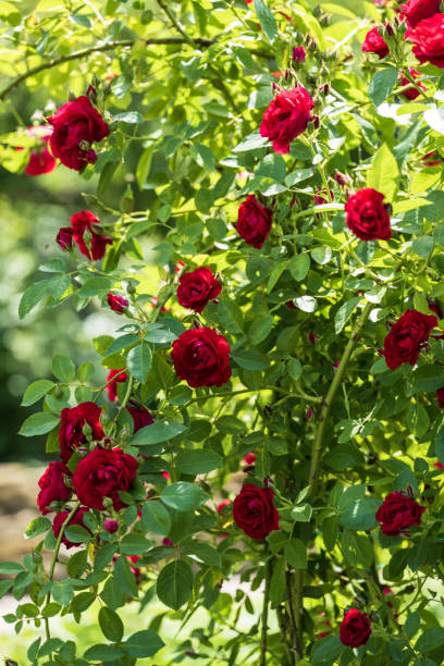 istock blooming red roses in the garden 1499395865