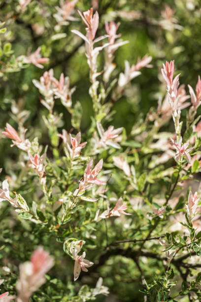 istock pink leaves on a shrub in the garden 1499395978
