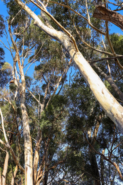 istock eucalyptus tree branches in australian bushland and blue sky 1499396050