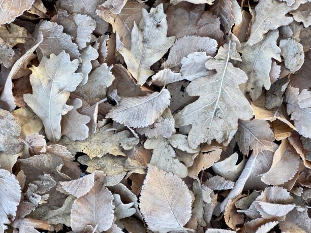 Horizontal high angle closeup photo of dead, dry, faded Oak and Elm leaves covered with frost, lying on the ground, on a cold morning in Winter, New England high country near Armidale, NSW.