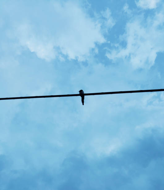 istock Common magpie resting on some electrical wire with the cloudy sky on the background 1499396648