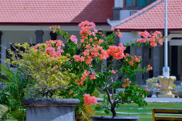 Orange Flowers Of Bougainvillea Ornamental Potted plants and others In The Garden In Front Of Office Building On Sunny Day