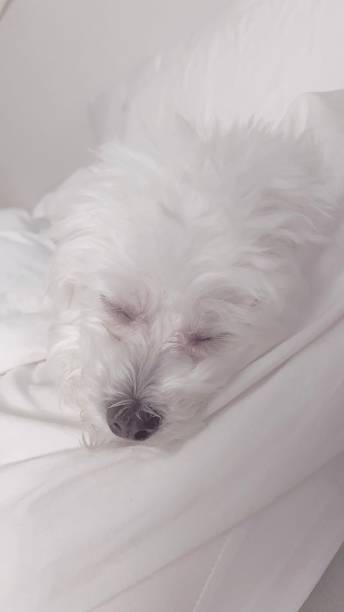istock A white puppy sleeping on a white bed. 1499398406