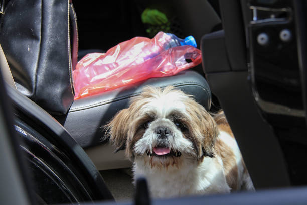 istock my Friend's Lovely Dog 1499398834