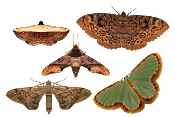 бабочки в виде нижнего профиля крыла, изолированные на белом фоне - 11927 стоковые фото и изображения