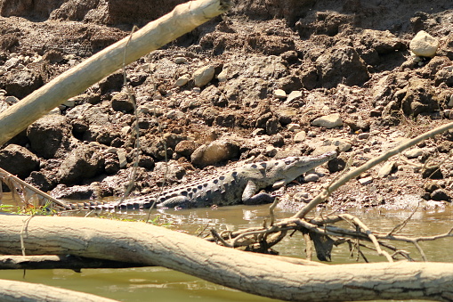 American crocodile (Crocodylus acutus) in Tarcoles River, Costa Rica