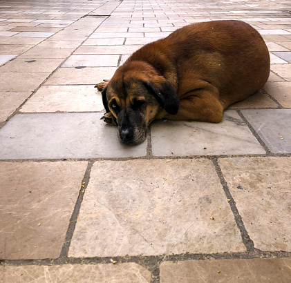 Stray dog in Bodrum, Turkey