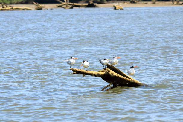 istock Tropical Bird Royal Tern, Costa Rica 1499404163