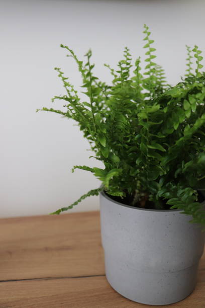 istock potted fern at home 1499404417