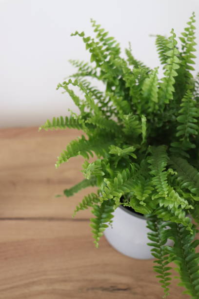 istock house fern in a pot 1499404421
