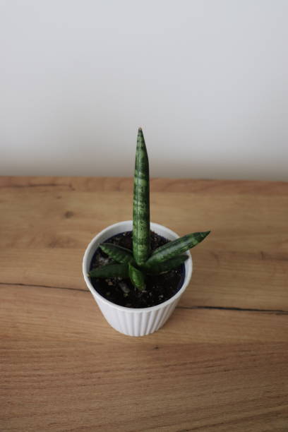 potted sanseveria at home stock photo