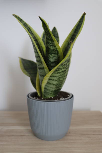 green serpentine sanseveria stock photo