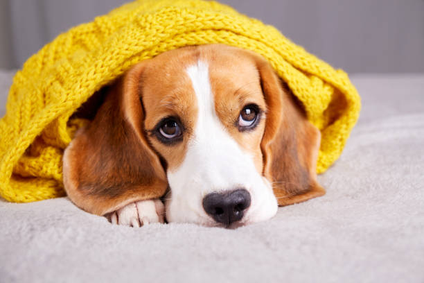 istock A beagle dog is lying on the sofa, covered with a knitted yellow plaid . 1499404852