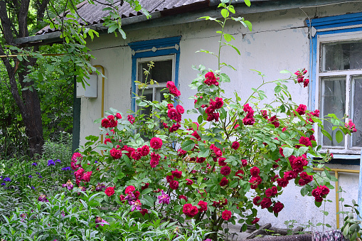 roses grow in the garden near the house